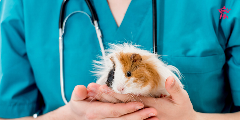 Tại sao Hamster bị tiêu chảy? - Pet Prince Store