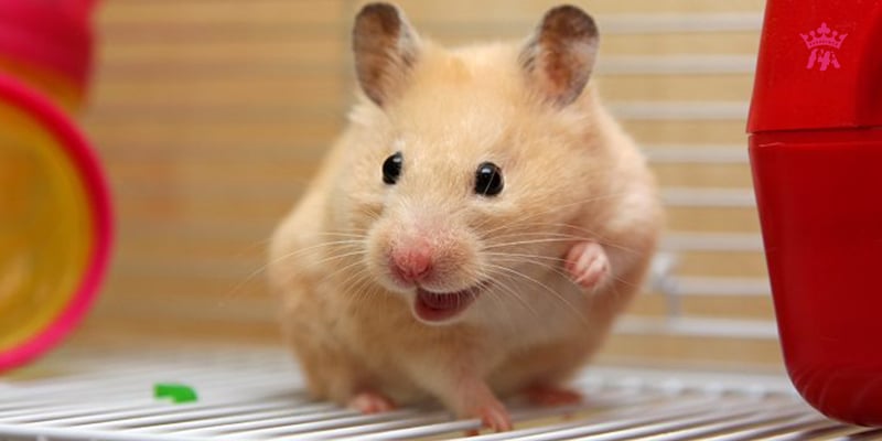 Tại sao hamster bị ngứa