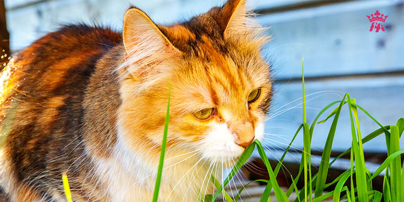 Tại sao chó mèo ăn cỏ