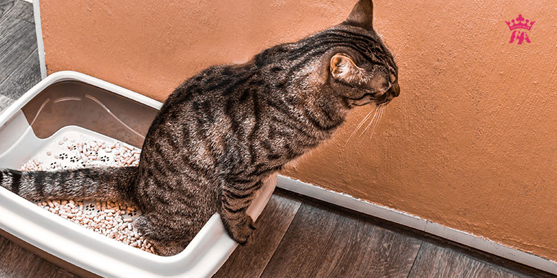 Tại sao mèo đi vệ sinh không đúng nơi
