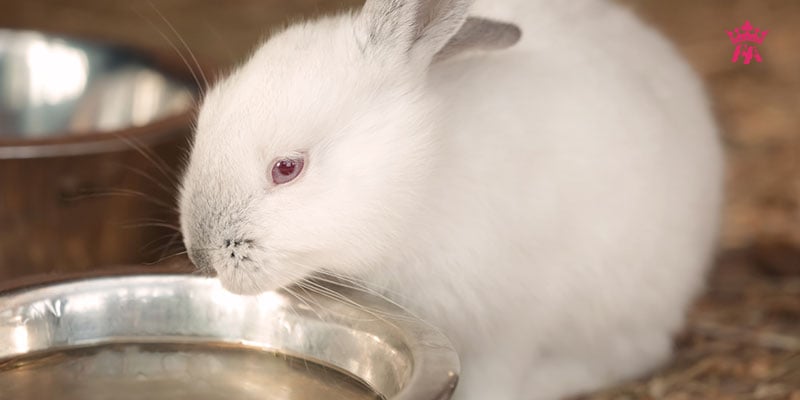 Tại sao thỏ không uống nước