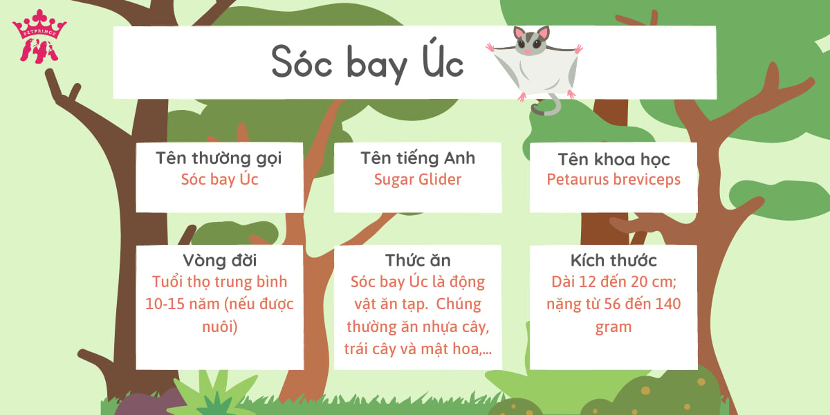 Giá sóc bay Úc hiện nay là bao nhiêu? - Pet Prince Store