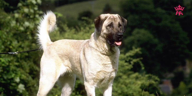 Top 10 giống chó lớn nhất thế giới