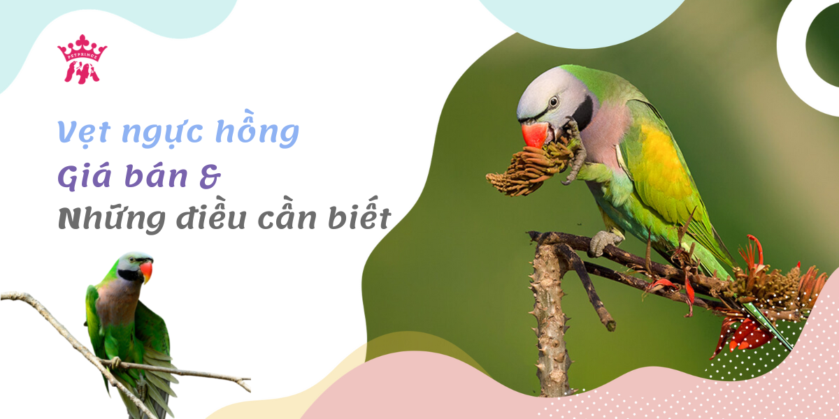 List 30 các giống vẹt ở Việt Nam dễ nuôi và được nhiều người ưa chuộng -  KHBVPTR