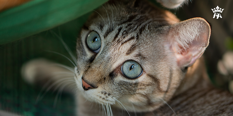 vi-sao-meo-di-ve-sinh-khong-dung-cho