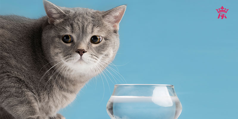 Vì sao mèo lại không chịu uống nước
