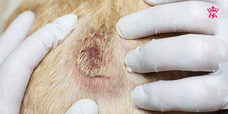 Bệnh viêm da ở chó