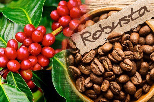 Hạt cà phê Robusta - Đặc điểm, sản xuất và ưu điểm nổi bật