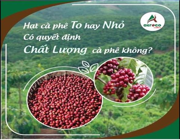 tieu-chuan-ca-phe-rang-xay-duoc-danh-gia-nhu-the-nao