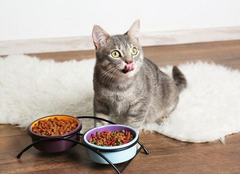 Thức ăn chó mèo Reflex của Thổ Nhĩ Kỳ có thật sự tốt?