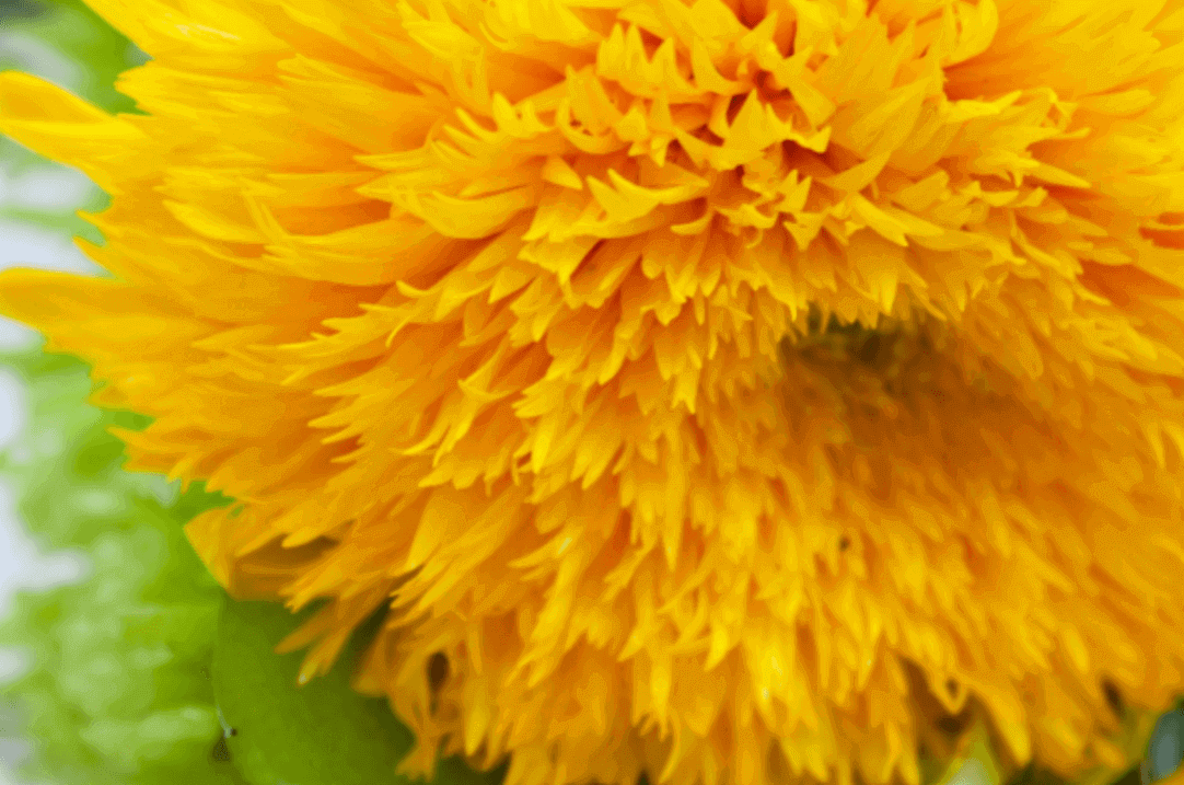 Hoa Hướng Dương: Loài hoa rực rỡ đặc trưng cho tháng Bảy