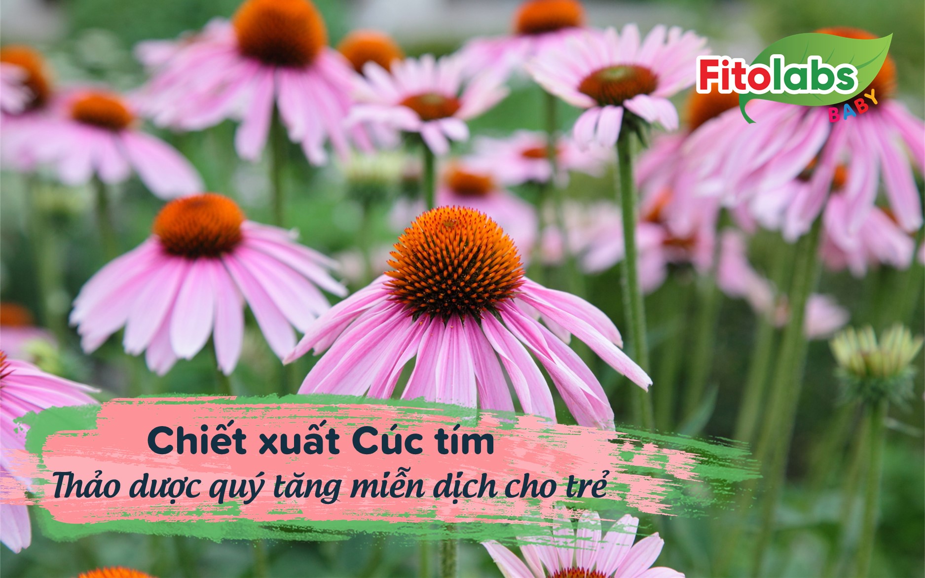 Chiết xuất Cúc tím - Thảo dược quý tăng miễn dịch cho trẻ