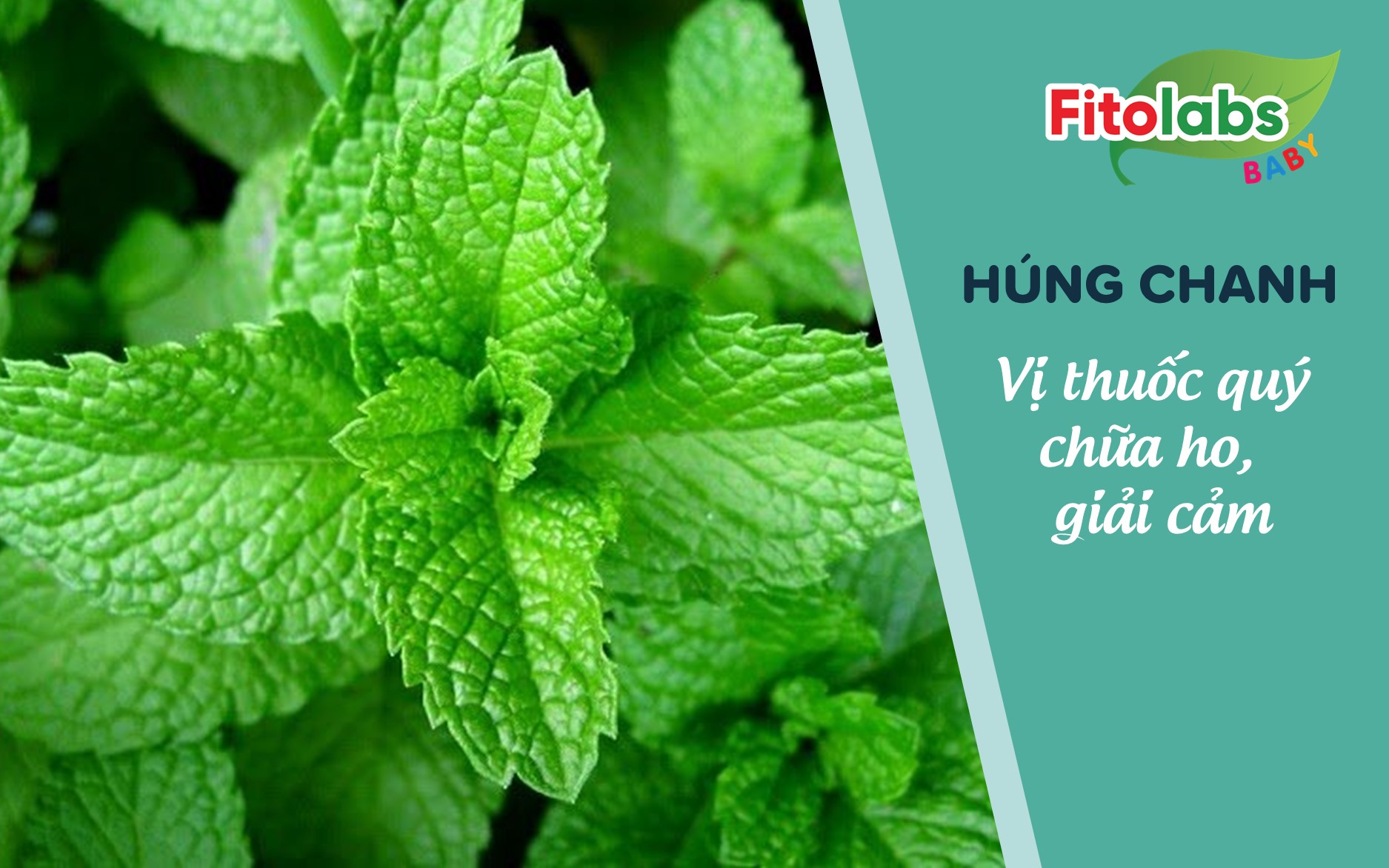 Húng chanh - Vị thuốc quý chữa ho giải cảm