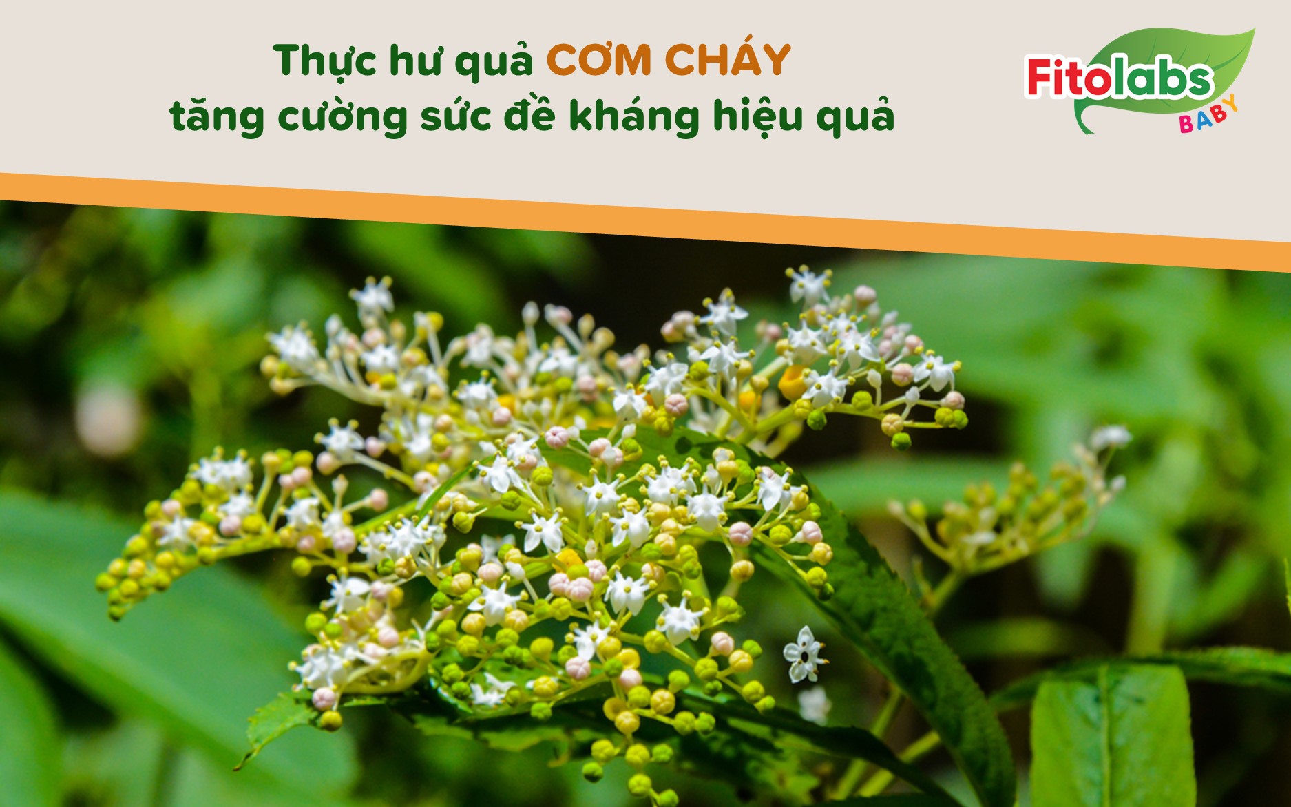 Thực hư quả Cơm cháy tăng cường sức đề kháng hiệu quả | Fitolabs
