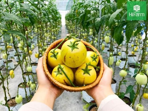 Nguồn gốc xuất xứ của Dưa Pepino – Tân binh đáng gờm trong các loại trái cây