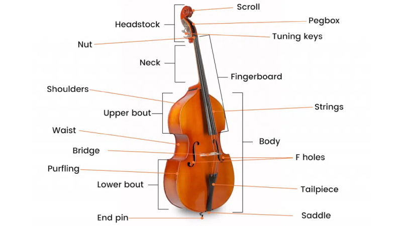 Cấu Tạo Của Đàn Double Bass