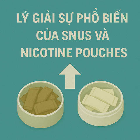 Lý giải sự phổ biến của snus và nicotine pouches