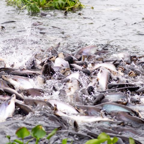 Thức ăn thủy sản giúp cá tốt, ao sạch, tăng giá trị đầu ra