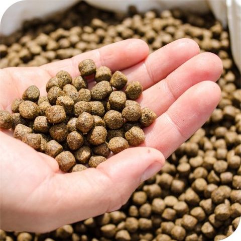 MỨC ĐỘ BỀN VỮNG (MSL) CỦA BỘT CÁ BIỂN ĐƯỢC SỬ DỤNG TRONG THỨC ĂN CHĂN NUÔI: KHÔNG ÁP DỤNG