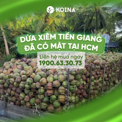 Dừa đã có mặt tại Koina