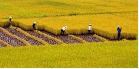 Là cường quốc xuất khẩu gạo, Việt Nam vẫn mua tới 3,5 triệu tấn lúa của Campuchia để làm gì?