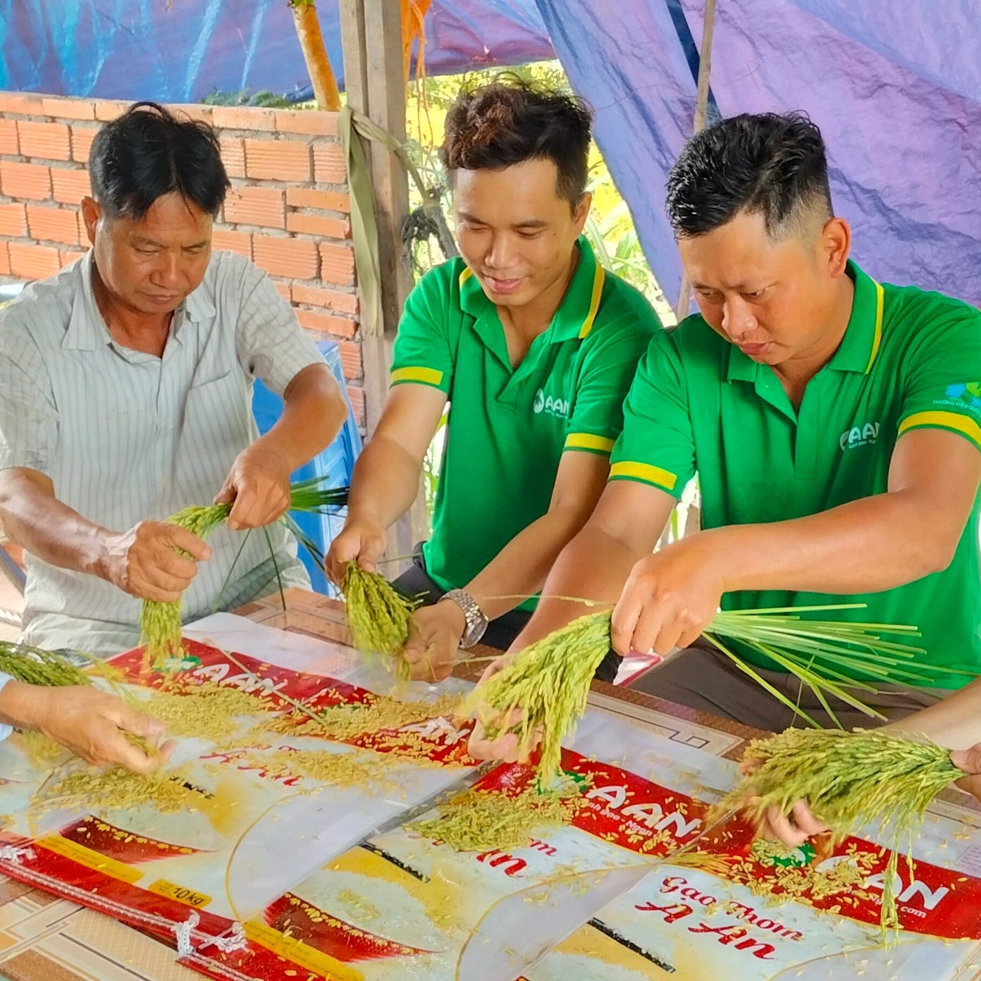 🌾 KĨ SƯ A AN LẤY MẪU KIỂM TRA DƯ LƯỢNG THUỐC BẢO VỆ THỰC VẬT TRÊN LÚA JAPONICA 🌾