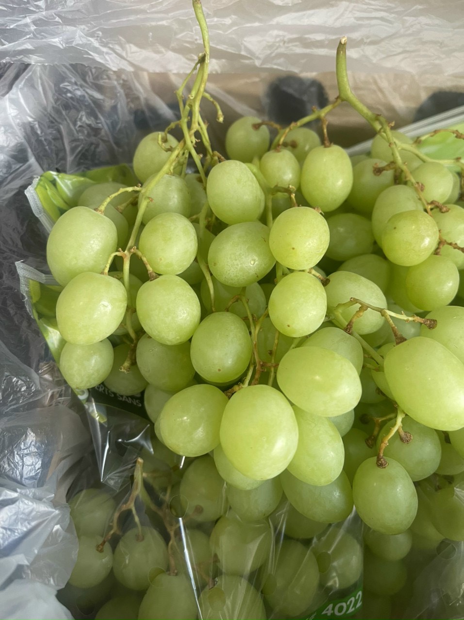 𝐒𝐡𝐨𝐜𝐤 𝐆𝐢𝐚́❗ 𝐍𝐡𝐨 𝐗𝐚𝐧𝐡 𝐊𝐡𝐨̂𝐧𝐠 𝐇𝐚̣𝐭 𝐍𝐚𝐦 𝐏𝐡𝐢 𝐆𝐢𝐚̉𝐦 𝟏𝟎𝟎.𝟎𝟎𝟎đ/𝐤𝐠💥