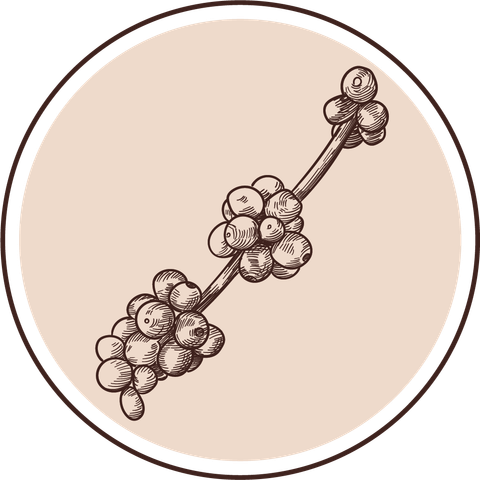 Cà Phê Toro Moka Yemen