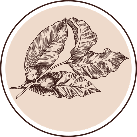 Cà Phê Toro Robusta Honey