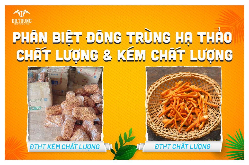 Hướng dẫn phân biệt đông trùng hạ thảo kém chất lượng để tránh tiền mất tật mang