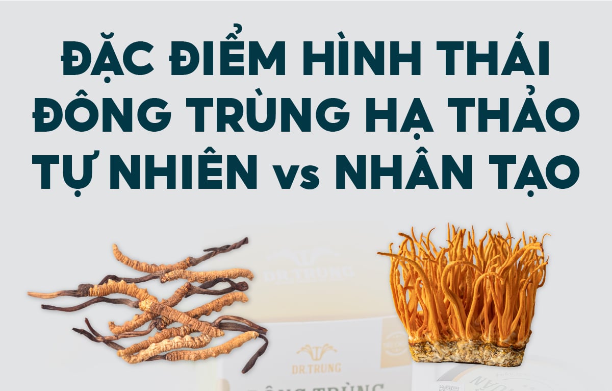 Đặc điểm hình thái đông trùng hạ thảo tự nhiên và nhân tạo