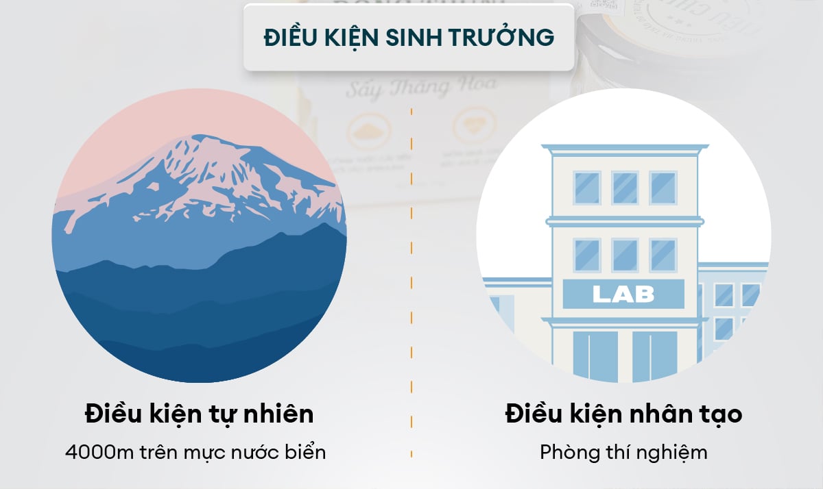 Điều kiện sinh trưởng của nấm đông trùng hạ thảo