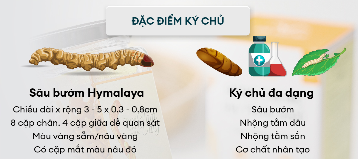 Đặc điểm ký chủ đông trùng hạ thảo