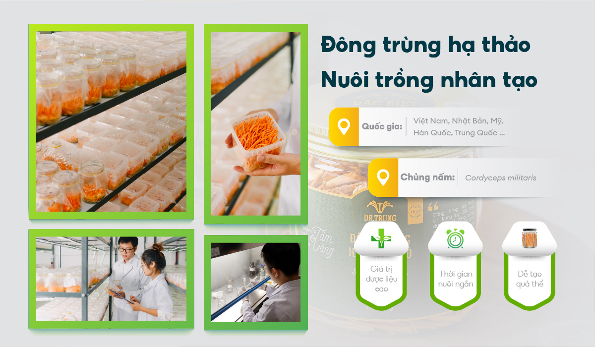 Nguồn gốc của đông trùng hạ thảo