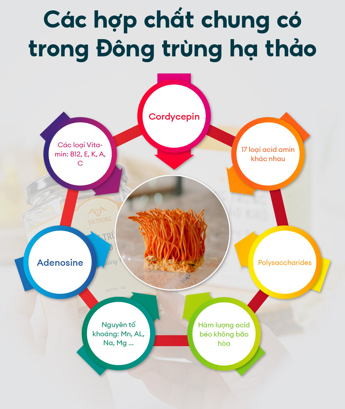 Thành phần dược chất trong đông trùng hạ thảo