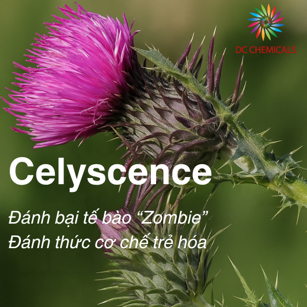 Celyscence – Tiêu diệt tế bào “zombie”, hướng đi mới và độc đáo trong chu trình chăm sóc da lão hóa.