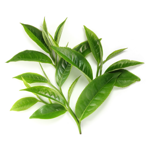 Chiết xuất trà xanh dùng để bảo vệ tóc khỏi hư hại