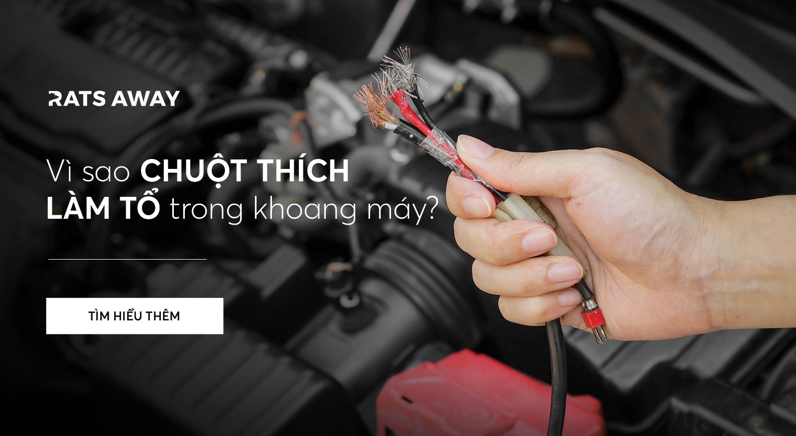 Vì sao chuột thích làm tổ trong khoang máy?