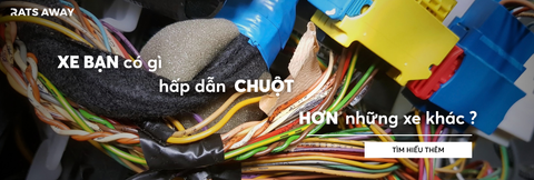 Chuột không chọn ngẫu nhiên – xe bạn có đang ‘mời gọi’ chúng?