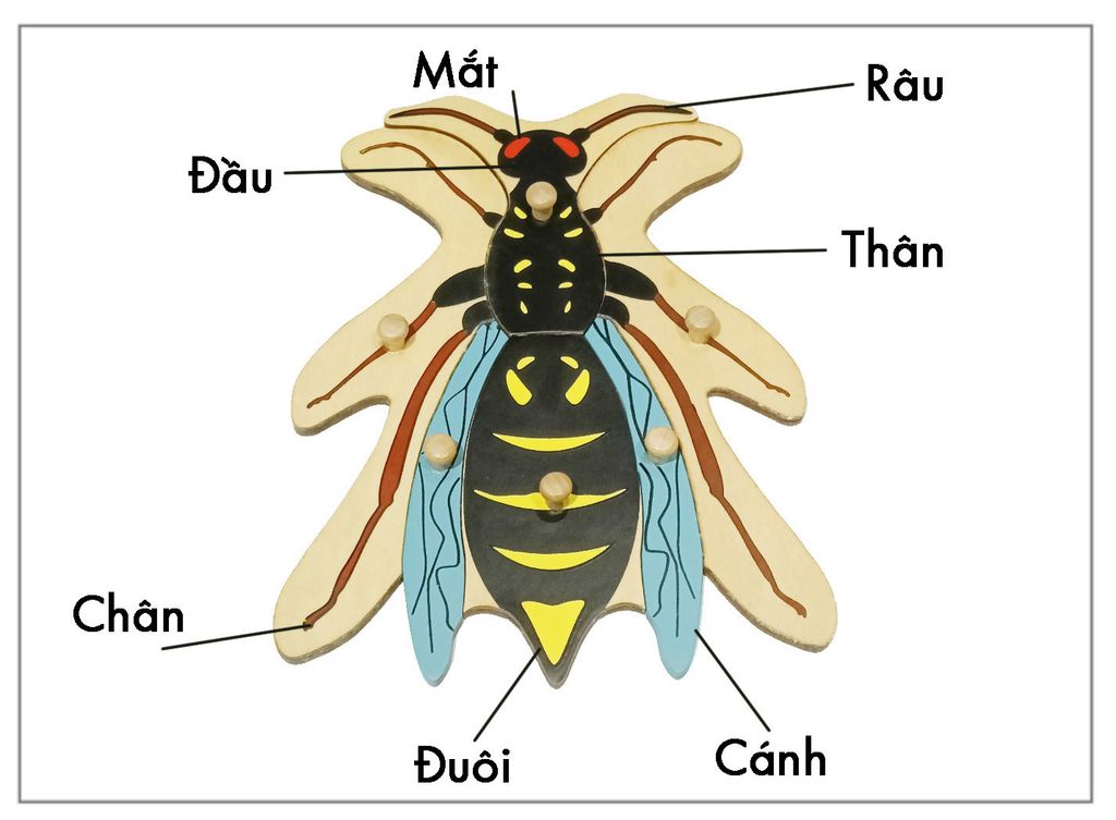 Thẻ kiểm soát sinh học - Thẻ ba phần con Ong