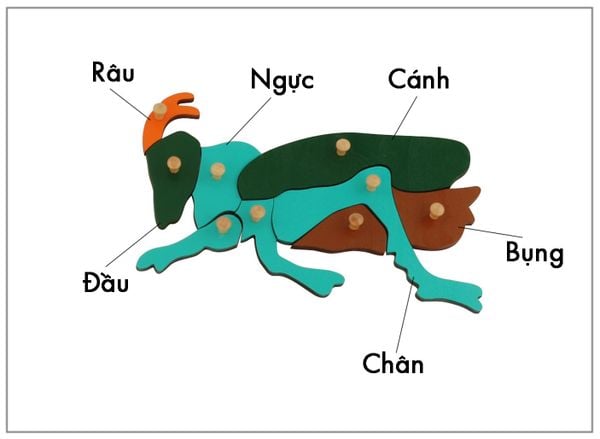 Thẻ kiểm soát sinh học - Thẻ ba phần con Dế