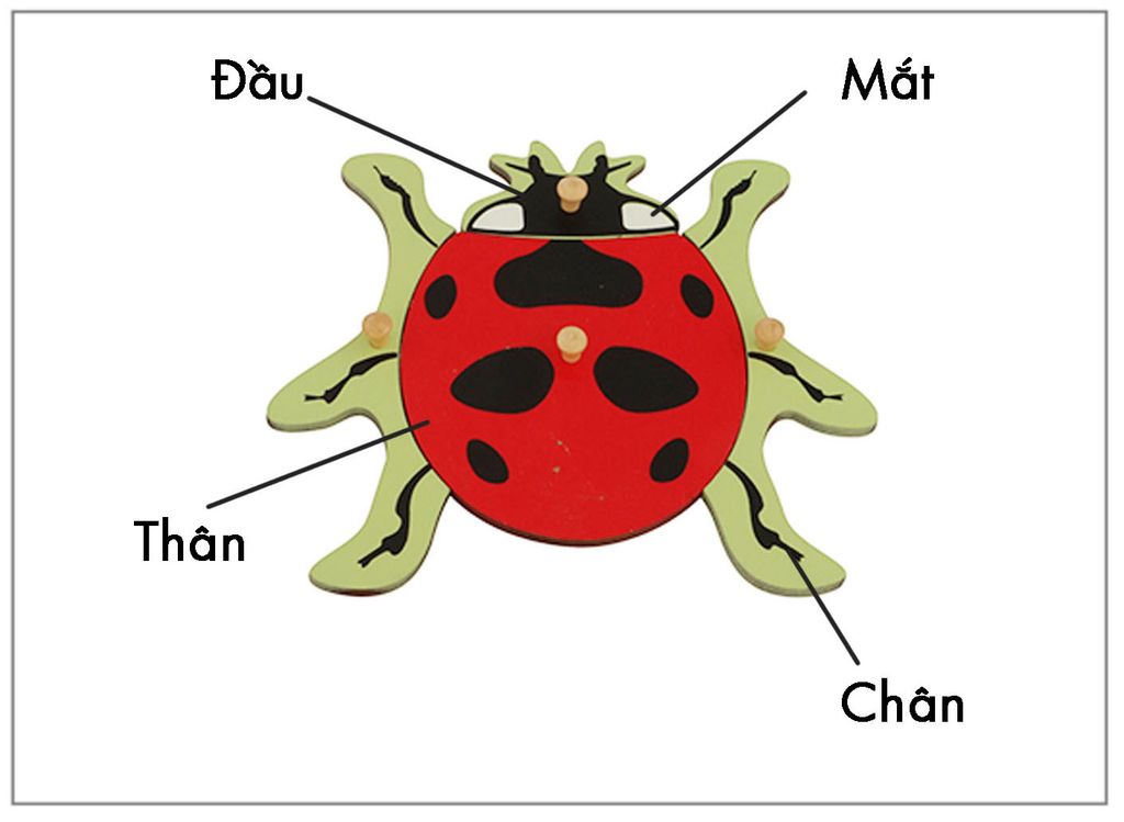 Thẻ kiểm soát sinh học - Thẻ ba phần con bọ rùa