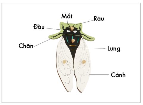 Thẻ kiểm soát sinh học - Thẻ ba phần con ruồi