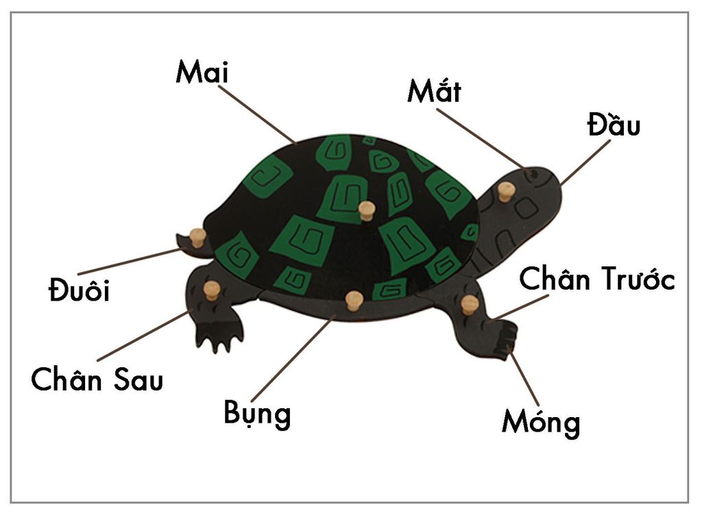 Thẻ kiểm soát sinh học con rùa