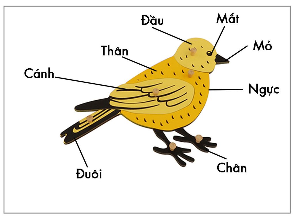Thẻ kiểm soát sinh học - Thẻ ba phần con chim