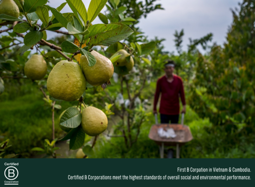 Les Vergers Du Mékong là công ty B Corp đầu tiên tại Việt Nam