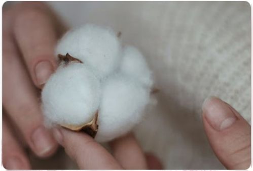 cotton 100% màu tự nhiên là gì