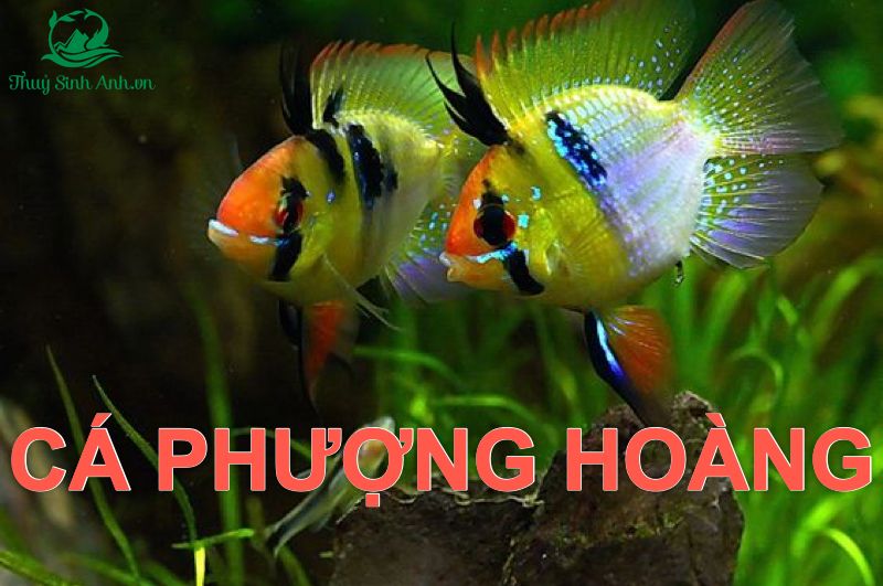 Các loài cá phượng hoàng đẹp nhất hiện nay