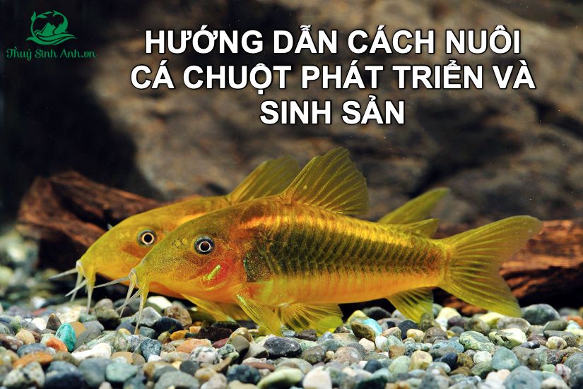 Các loại cá chuột, cách nuôi cá chuột phát triển và sinh sản