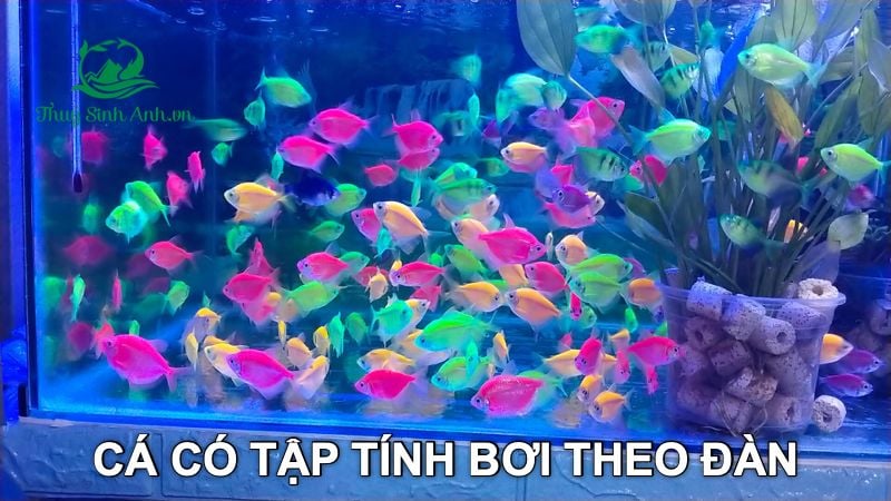 Cá Lóc Vây Xanh Ninh Bình Channa Ninhbinhensis  Dễ tìm mua nhất